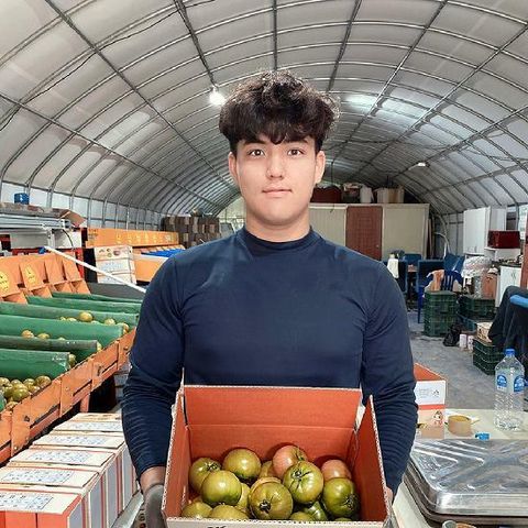 부산 대저 짭짤이 토마토 2.5kg M