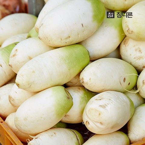 참다른 산지직송 제주 세척 무(흠집무) 5kg