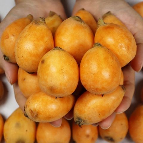 완도 신지도 비파열매 5kg