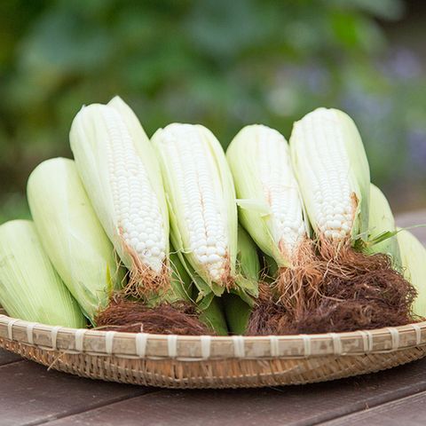 여름별미! 제철 미백 찰옥수수 10개입(15cm 내외)