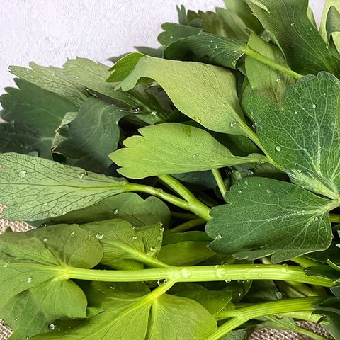 [더조은] 여수 금오도 신선한 방풍나물 2kg