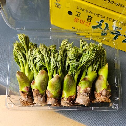 [더조은] 당일수확 고흥 참두릅 1kg