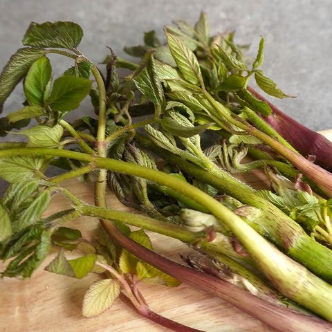 [더조은] 국내산 땅두릅 500g x 4팩