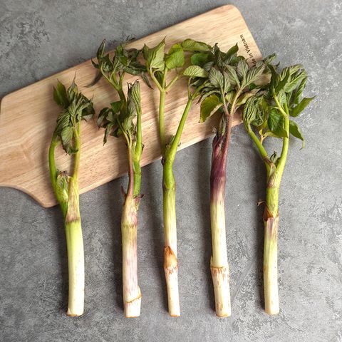 [더조은] 국내산 땅두릅 1kg