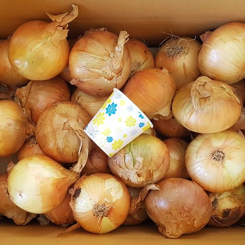 [더조은] 달큰한 무안 일반양파 3kg (소/장아찌용)