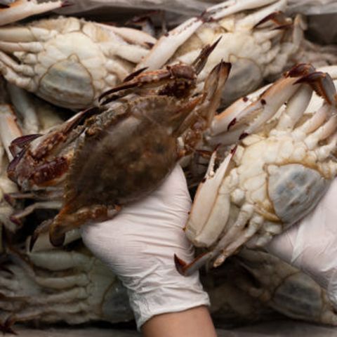 국내산 암꽃게 알배기 암게 꽃게 제철 10kg