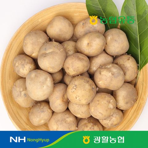[농협] 전북 김제 광활 감자 3kg / 중 사이즈
