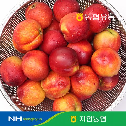[농협] 신선 천도복숭아 2kg (20~25과)