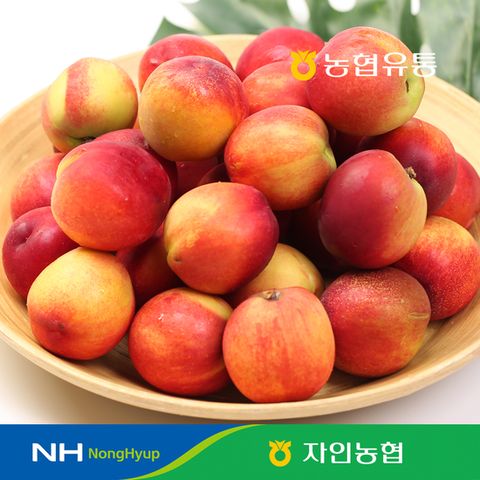 [농협] 신선 천도복숭아 2kg (28~32과 )