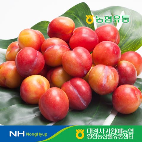[농협] 경북 자두 2kg / 소과 / 50-68과내외