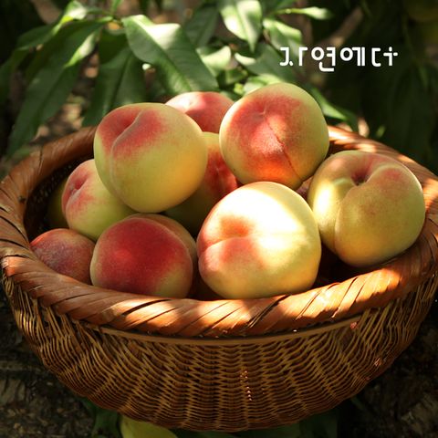 농협과일 영천 털복숭아(딱딱이) 3kg /15과내
