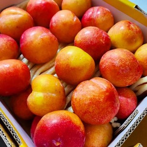 대석 자두 4.5kg 특품 후무사 달콤 상콤한 고당도 로얄 자두, 1번 사이즈 특품 4.5kg 완박스, 1개