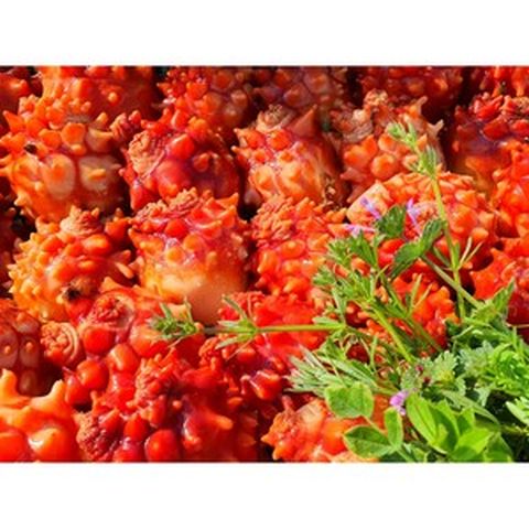 통영 서민갑부 평화수산 피멍게 꽃멍게 안깐멍게 활멍게 2kg 3kg 5kg 16시 이전주문시 당일배송, 활멍게(안깐멍게)2kg, 1개