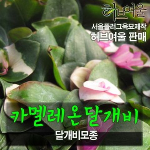 [허브여울모종] 카멜레온 달개비 모종 (서울육묘생산 허브여울판매 정품다육모종), 20개
