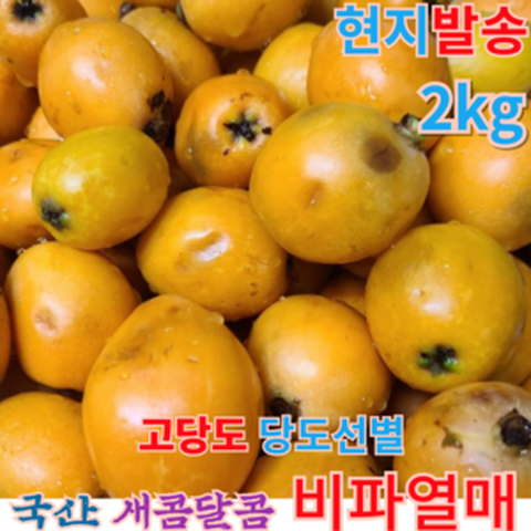 [산지직송] 고당도 새콤달콤 비파열매 1kg 2kg 국산 싱싱한 당일발송 당일수확 신선한 당도선별 비파 비파열매 비파열매효소재료 비파나무열매 비파열매과일 비파과일, 1개
