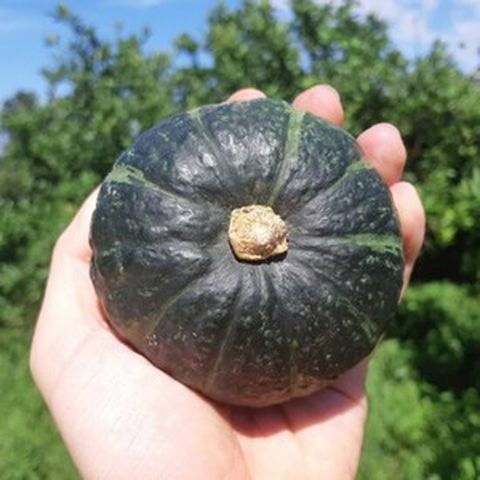제주 미니 단호박 밤호박 보우짱 1kg 로얄과