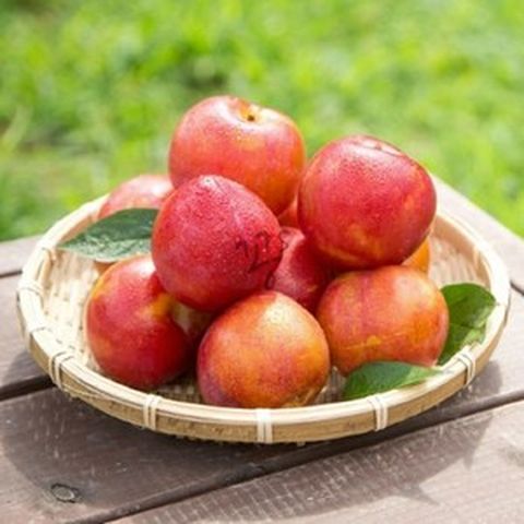 꽁S샵 대석 자두 3KG 왕특 여름과일, 1개