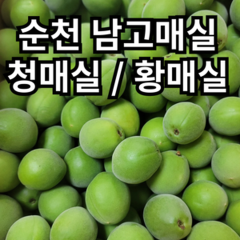 순천 청매실 황매실 홍매실 남고매실 장아찌용 엑기스용 매실 매실청 담그기, 1개, 홍/황매실 5kg
