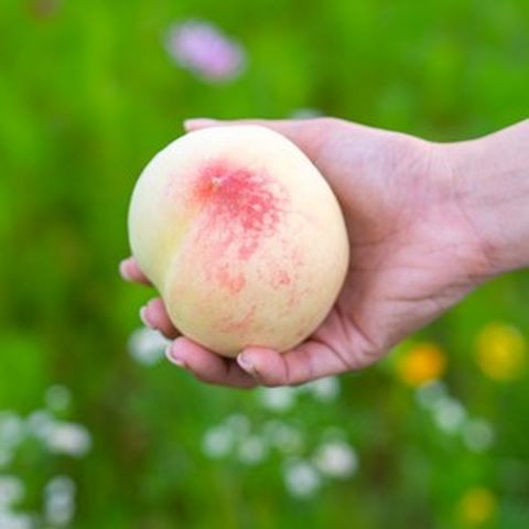 [산지직송] 백도 말랑이 복숭아 특품, 백도 말랑이복숭아 4kg 소과, 1개