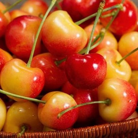 보석같은 색감의 고당도 레이니어 체리, 1박스, 500g