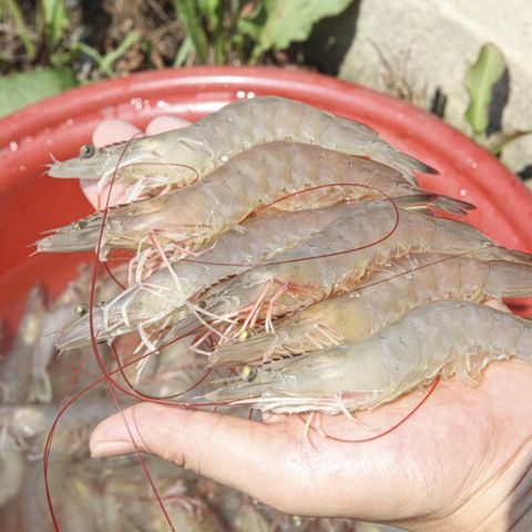 [2025 출하시작] 국내산 대하 신안 흰다리새우 1kg(30-40마리)