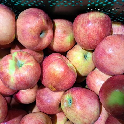 경북 부사사과 (가정용) 2kg (소과/12-13과) 새콤달콤 빨간부사