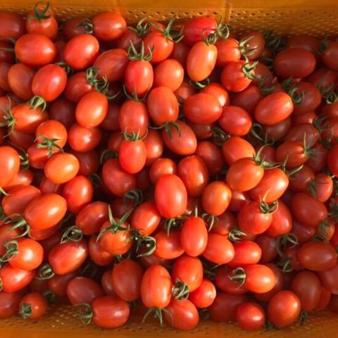 당일수확 새콤달콤 국내산 대추 방울토마토 (1~4번과) 1kg