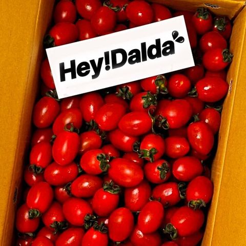 대추 방울토마토 5kg(4-5번) 소과