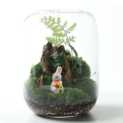 포러모먼트 테라리움 반려식물 3세트