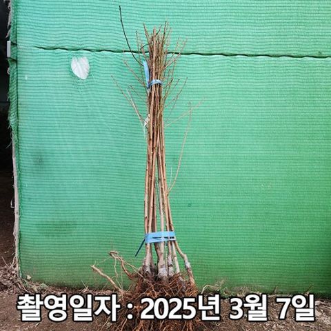 백도복숭아 유명백도 접목1년
