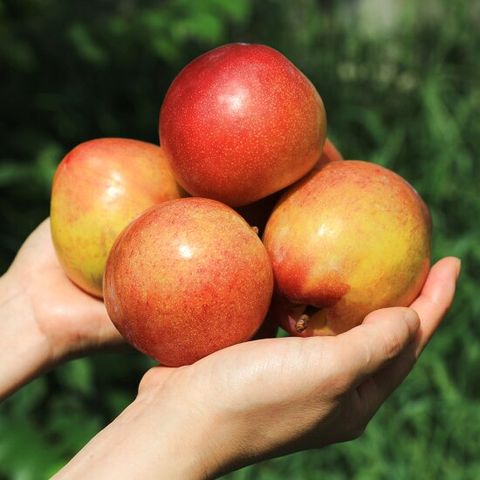 달콤과즙 경북 햇 대석자두 2kg(개당40g내외)