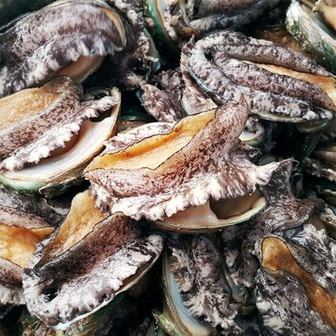 완도 활전복 1kg 꼬마 25~30미