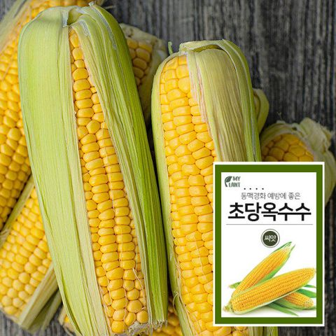 노랑초당옥수수 씨앗 채소재배  베란다 텃밭 가꾸기