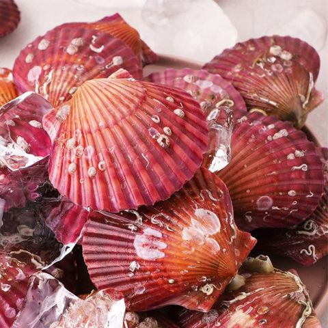 태영수산 고성 홍가리비 4kg