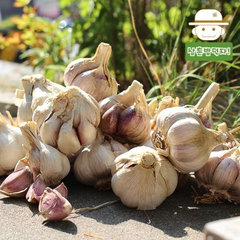 산지직송 황토 무안 햇 통마늘/남도 (대) 5kg
