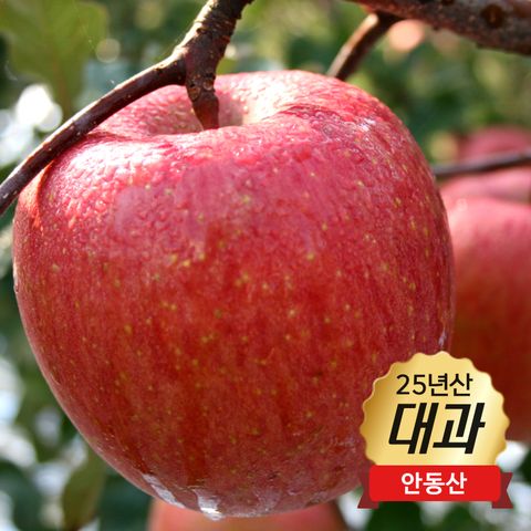 [대과] 제철엔 안동 사과 2.8kg / 에이플 레드 등급 / 10∼11과