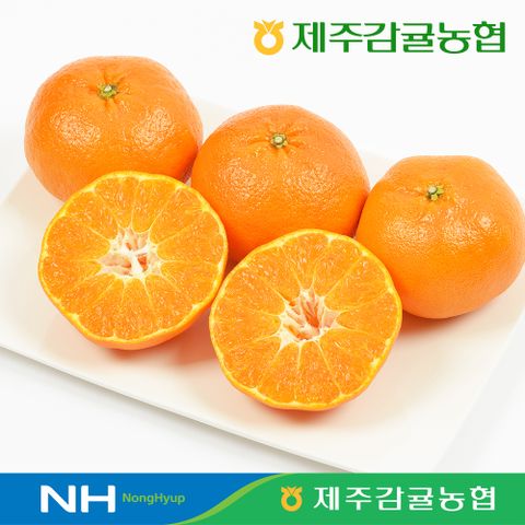 [제주감귤농협] 2026년 제철 햇 천혜향 3kg (12∼20과)