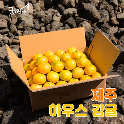 [귤로장생] 제철 햇 하우스감귤 3kg