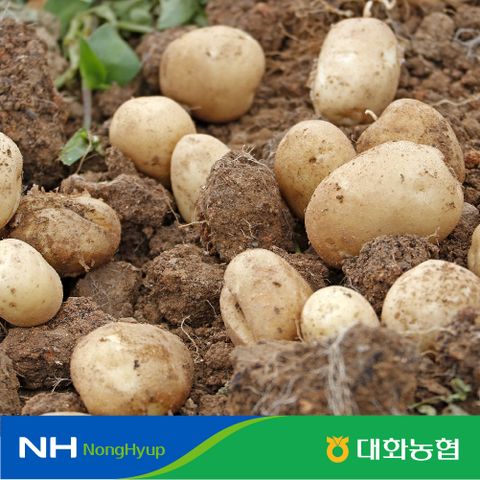평창 대화농협 강원도 특등급 감자 10kg (개당100g∼150g)