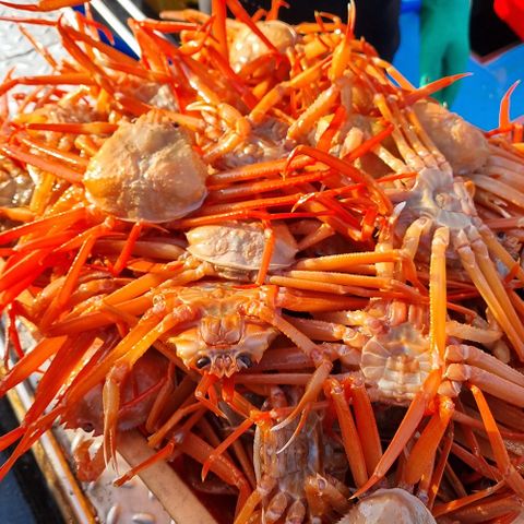 [수율보장제]구룡포 연지 홍게 A급 4kg (13-15마리)