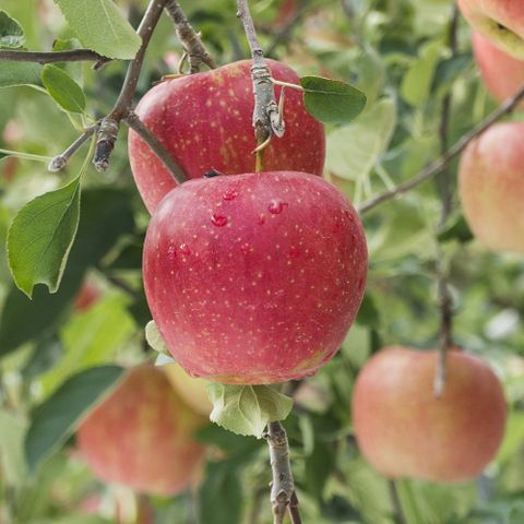 산지직송 새콤달콤 가정용 부사 햇사과 2kg(9과 내외)