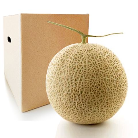 [ 애플리아 ] 26년 당도선별 햇 세지메론 1과 ( 개별무게 1.5 ∼ 1.9kg) 12브릭스이상