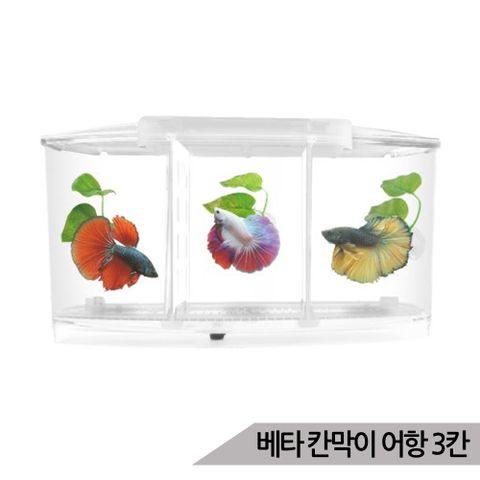 아마존 3분할 베타 칸막이 어항 (K-5) 3칸