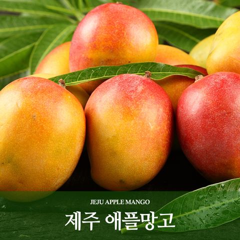 제주산 애플망고 2kg x 1박스(4∼6과)