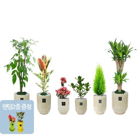 [봄특집] 인테리어 공기정화식물 8종 (초보자도 키우기 쉬운 맞춤식물구성)