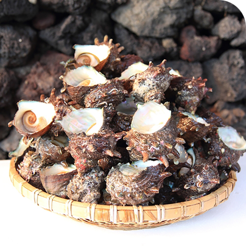 [산지직송]제주 서귀포수협 뿔소라(자숙) 500g
