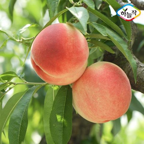 하늘작 충주 복숭아 백도 2.5kg×2상자