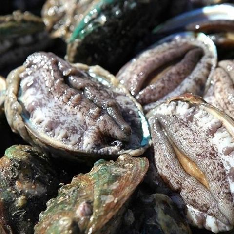 [완도천재진전복] 완도 활전복 대왕특대 140g×8마리