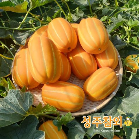 [성주원예]2026 농협 성주참외 10kg*1박스/10kg