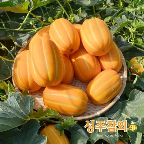 [성주원예]2026 농협 성주참외 10kg*1박스/10kg